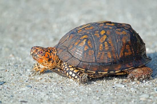 canva box turtle MADCQTfEyjM