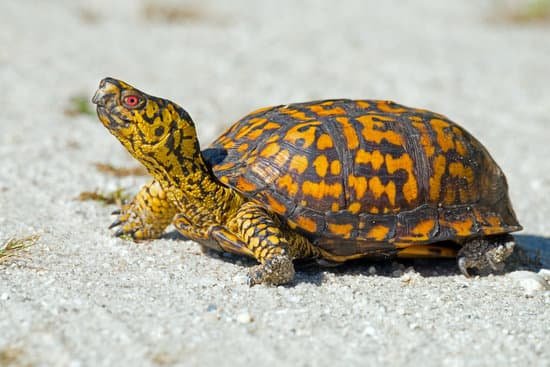 canva box turtle MADCQZa3aAk