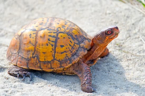 canva box turtle MADCR YvvOs