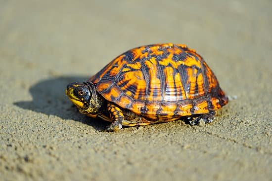 canva box turtle MADCRnUO5m4