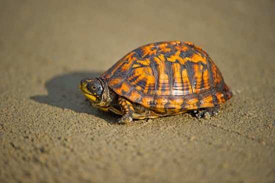 canva box turtle MADCRvNEUuw