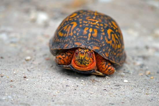 canva box turtle MADCTzXqREs