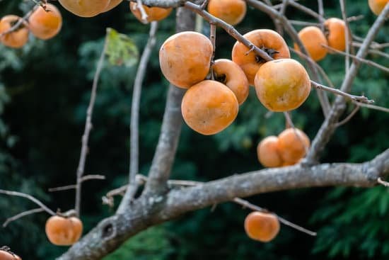 canva branch of persimmons MAEIwdHCK I