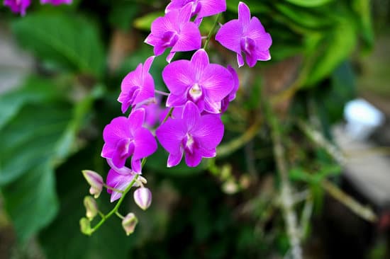 canva branch of purple orchid flowers MAEOncKpXLY