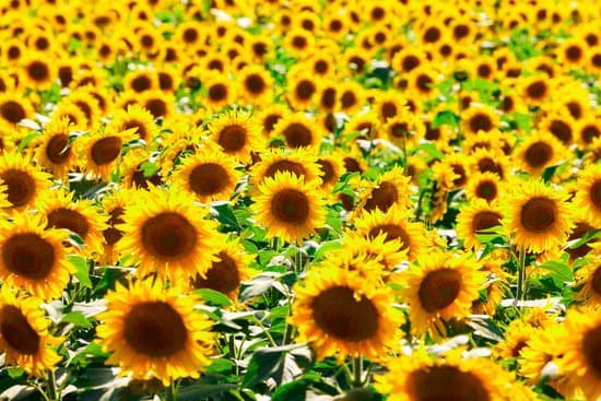 canva bright sunflower field MAD wm2Slvg