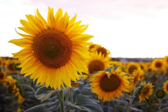 canva bright sunflowers in the field MAEEd9PPXT4