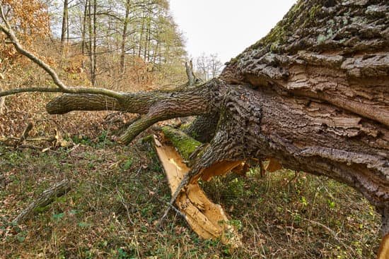 canva broken down oak