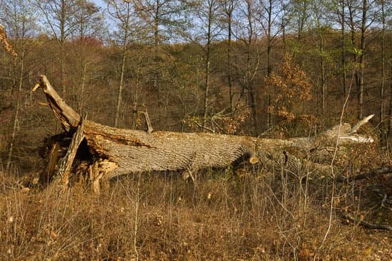canva broken down oak MADKrnPshoU