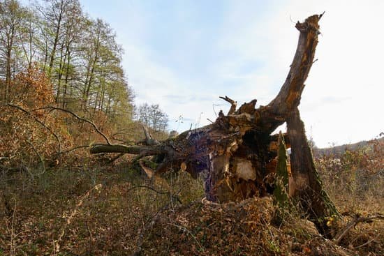 canva broken down oak MADKrue37SM