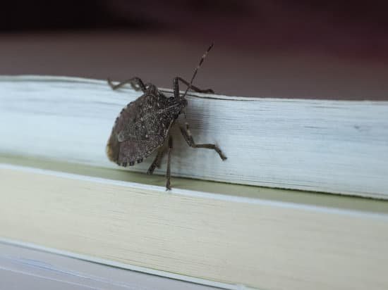 canva brown marmorated stink bug MACJF68ffK0