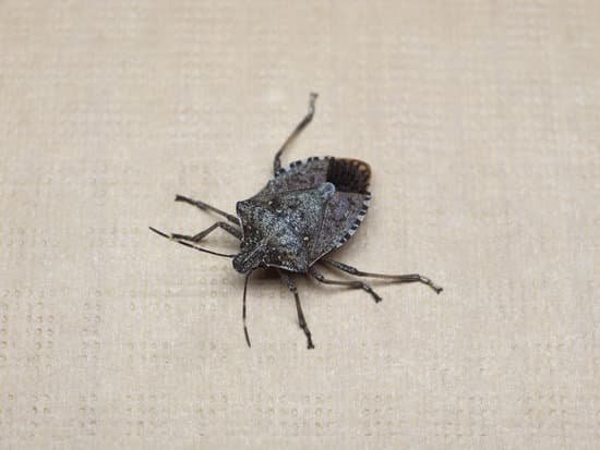 canva brown marmorated stink bug insect animal MACP8OjKG1Y