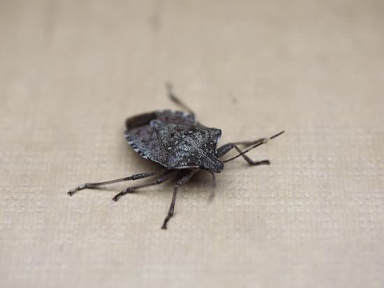 canva brown marmorated stink bug insect animal MACPKSeOhXM