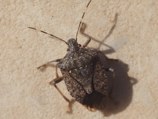 canva brown marmorated stink bug insect animal