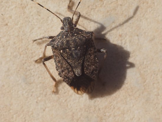 canva brown marmorated stink bug insect animal MADJJMncKZA