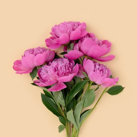 canva bunch of peonies on a beige background