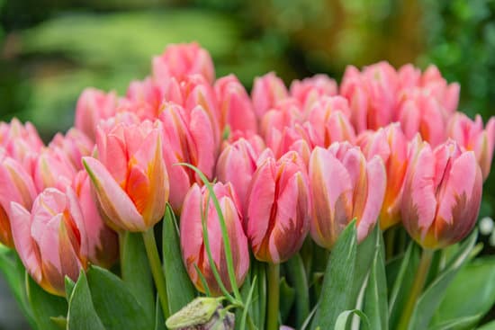 canva bunch of pink tulips MAEOVJ 7s4Y