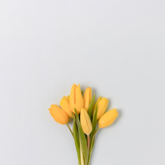 canva bunch of yellow tulip flowers