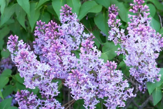 canva bunches of flowering lilac bush MAD7MQK1zqE