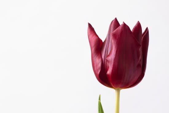 canva burgundy tulip on a white background MAEJEroW0VY