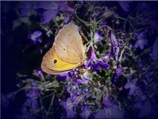 canva butterfly on violet bell flower MAEFi5V5fy8