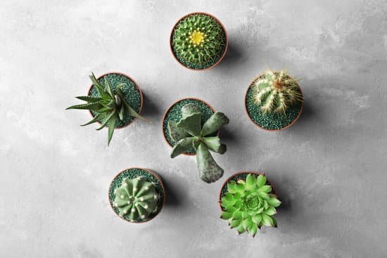 canva cacti and succulents in pots on grey background MAD Q5HeTjA