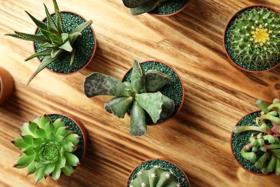 canva cacti and succulents in pots on wooden background MAD Q07kcfM