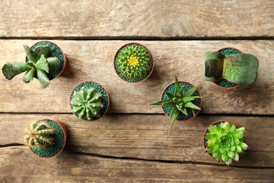 canva cacti and succulents in pots on wooden background MAD Q3MYL A