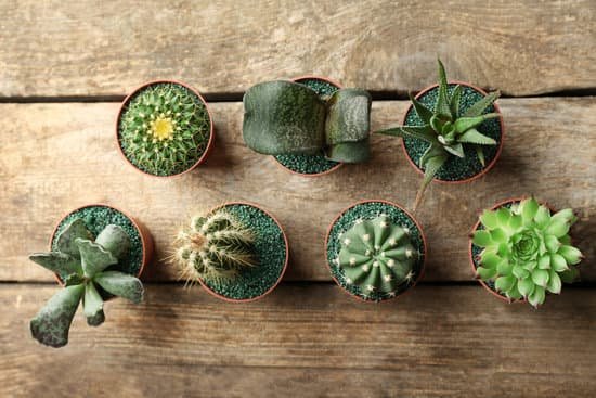 canva cacti and succulents in pots on wooden background MAD Q ewYwk