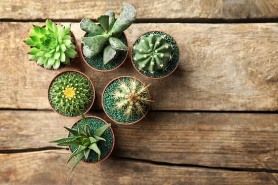 canva cacti and succulents in pots on wooden background MAD QzrY3MU