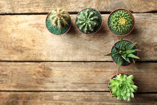 canva cacti and succulents in pots on wooden background top view MAD QyG6ke4
