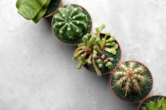 canva cactus and succulents in pots on grey background MAD Q8lI9M8