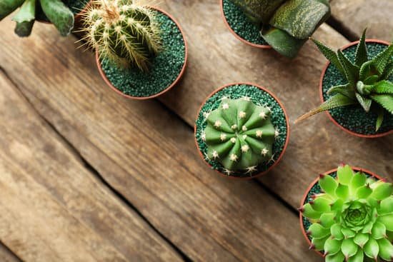 canva cactus and succulents in pots on wooden background MAD Q6JSWnk