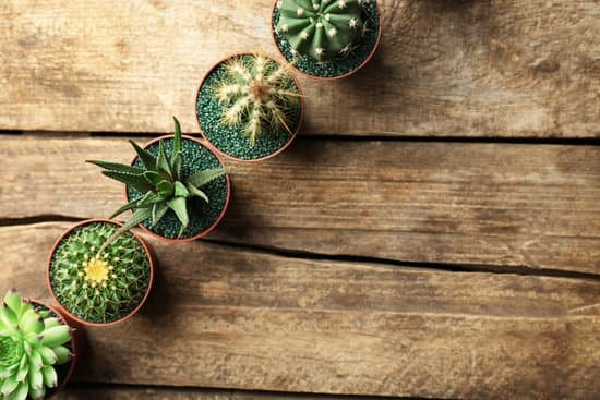 canva cactus and succulents in pots on wooden background MAD Q fZ2Dg