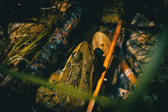 canva camouflaged frog resting MAERKJXD8UA