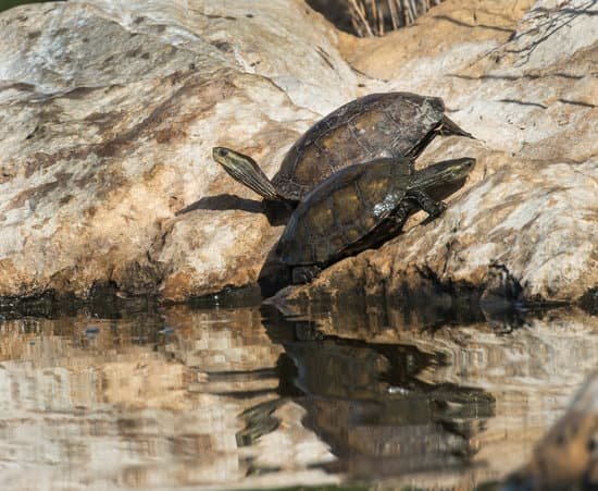 canva caspian turtles