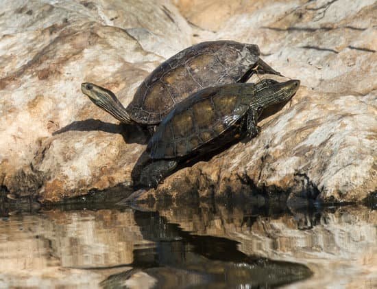 canva caspian turtles