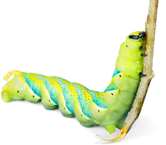 canva caterpillar climbing a branch MADAOFt3uwE
