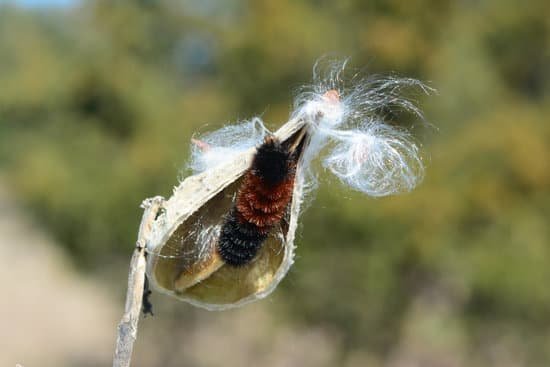 canva caterpillar on milkweed MADBjFLhIU8