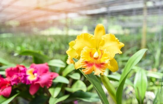 canva cattleya orchids in the garden MAEH7J0Gq8Y