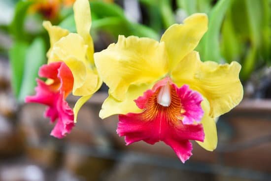 canva cattleya orchids red and yellow beautiful colorful orchid flow MAEHZIQUeVc