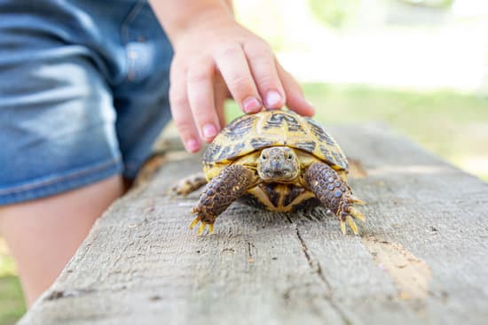 how-to-relocate-snapping-turtle-eggs-jacanswers