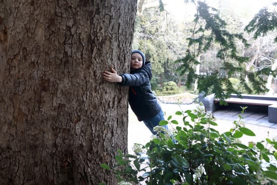 canva child hugging sycamore tree in gurzuf park MAEe8pGjcTk