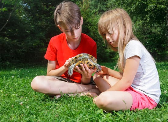 canva children holding turtle outdoor MAERsHIePrY