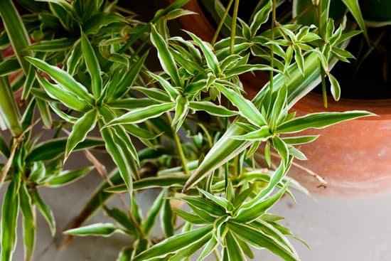 canva chlorophyll green spider plant MADUsPFa Ms