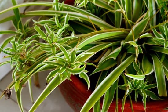 canva chlorophytum green spider plant MADTJ0GW3Gc