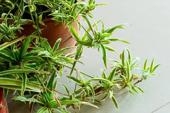 canva chlorophytum green spider plant MADTJ2rMGUU
