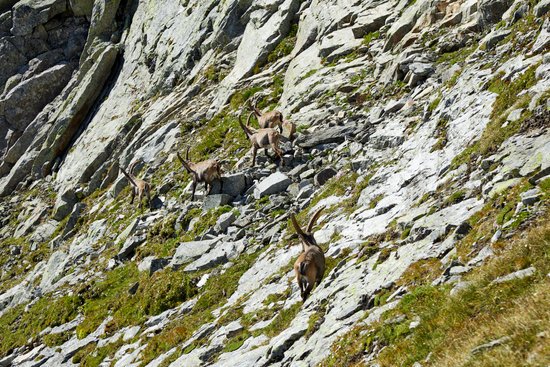 canva climbing albrunhorn