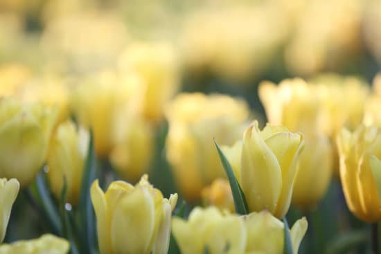 canva close up of a field of tulips MAEQW4EB7EE