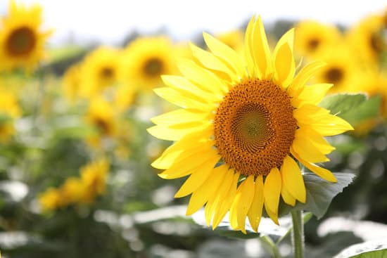 canva close up of a sunflower MAEQQwapgOU