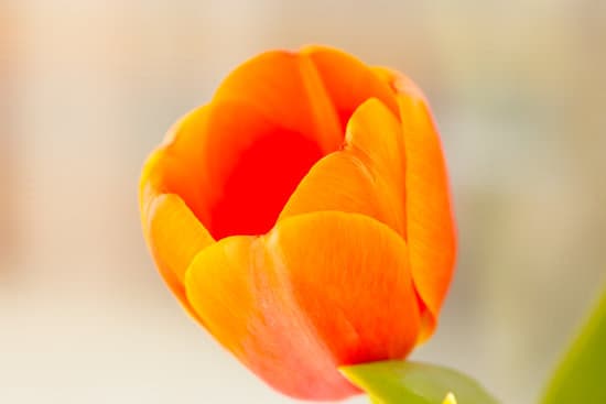 canva close up of an orange tulip MAEQU 3gZ3g